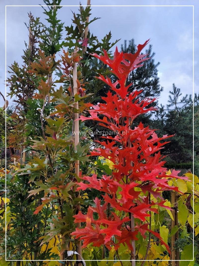 Symbolika dębu w literaturze