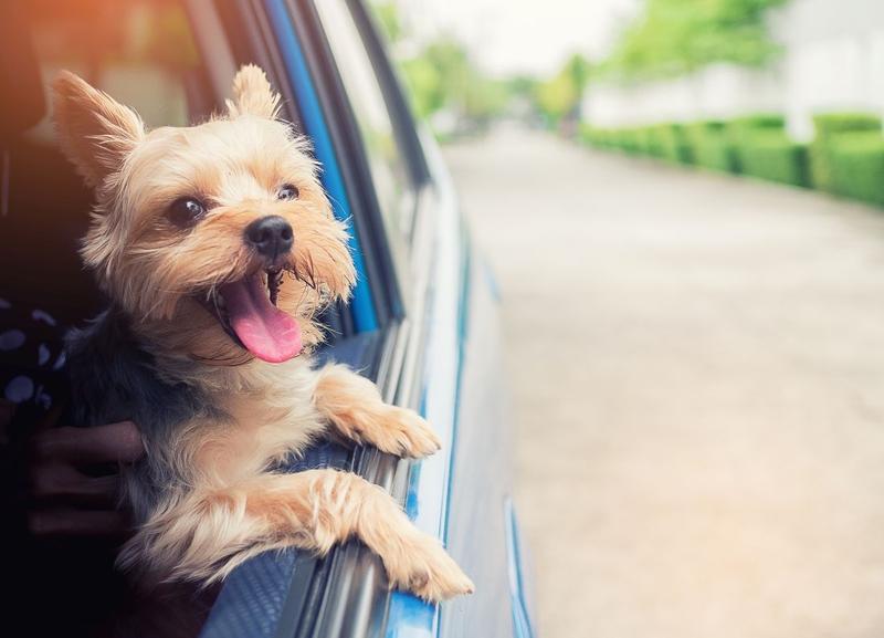 Karty pracy do lektury o przygodach psa podróżnika w świecie kolei