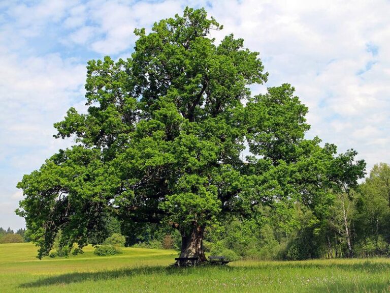 O dębie w poezji – wiersze, które uczą szacunku do natury