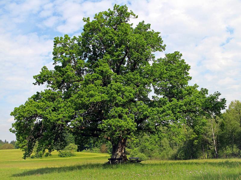 O dębie w poezji – wiersze, które uczą szacunku do natury