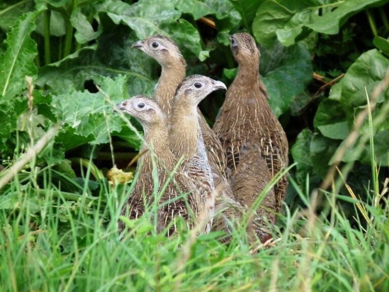 Tajemnice leśnych zwierząt – najlepsze książki o faunie lasów