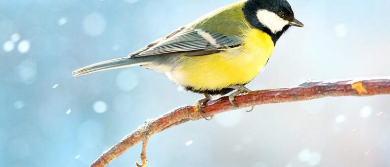 Zimowe wiersze o ptakach – poezja wśród śnieżnego krajobrazu