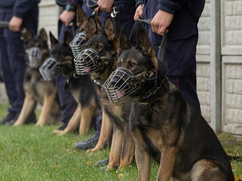 Plan wydarzeń lektury Pies który jeździł koleją