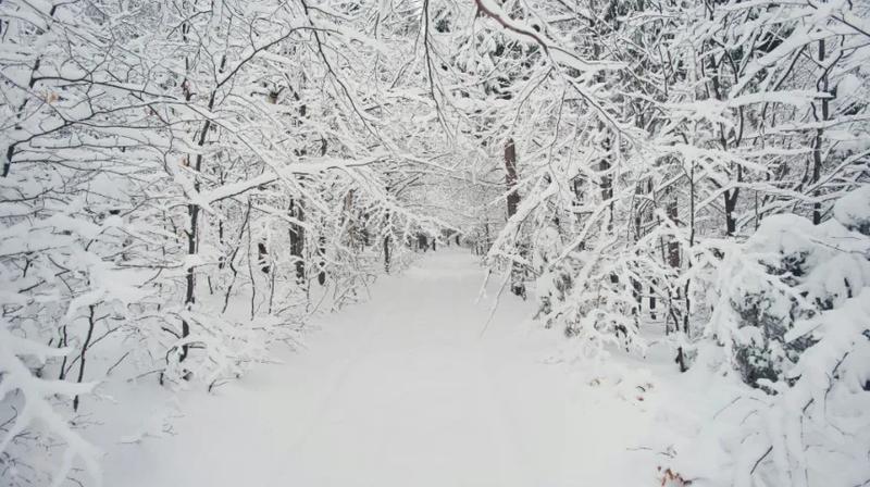 Magia zimy: co można rzec o śniegu w wierszach poezji