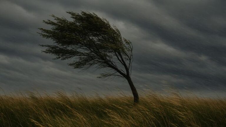 W poszukiwaniu wiatru: jak wygląda wiersz o naturze i emocjach