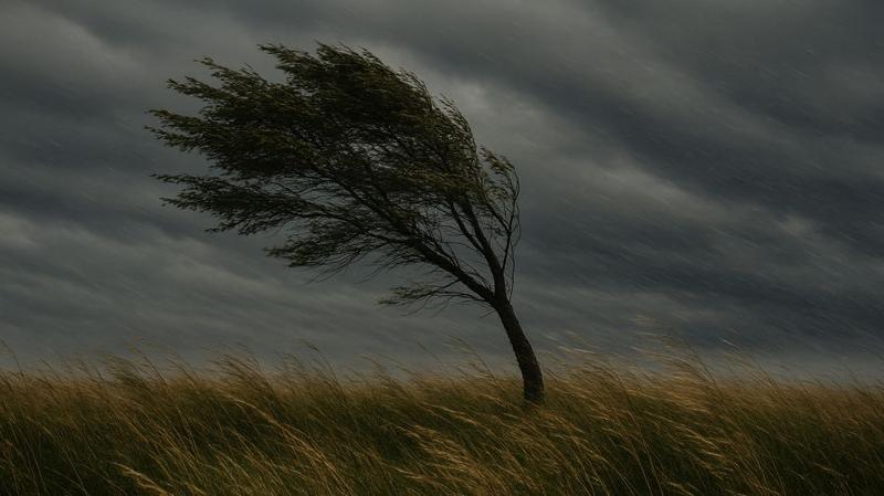 W poszukiwaniu wiatru: jak wygląda wiersz o naturze i emocjach