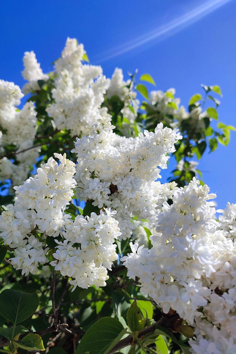 Białe kwiaty w poezji