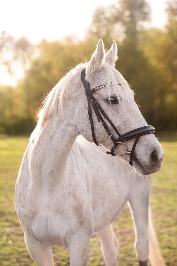 Klasyka i nowości o tematyce konnej