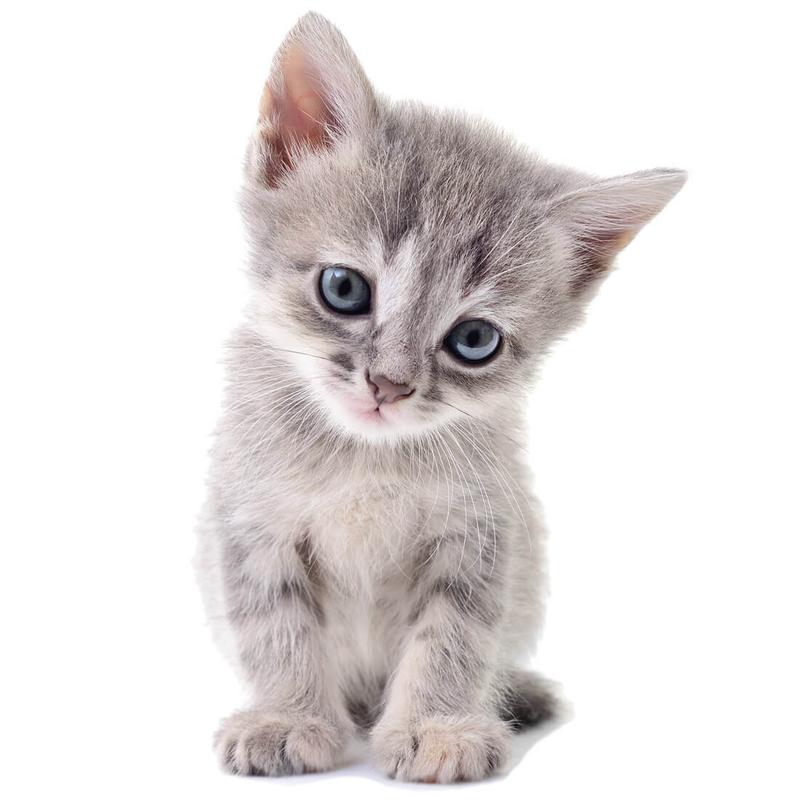 Wiersz o śmierci kota