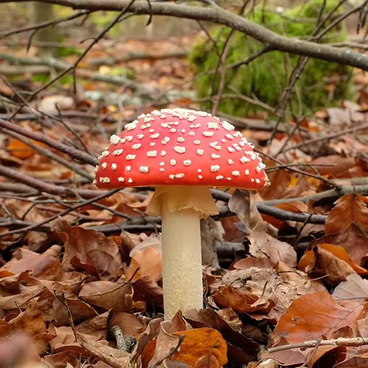 Magia muchomora: wiersz, który oczarowuje naturą