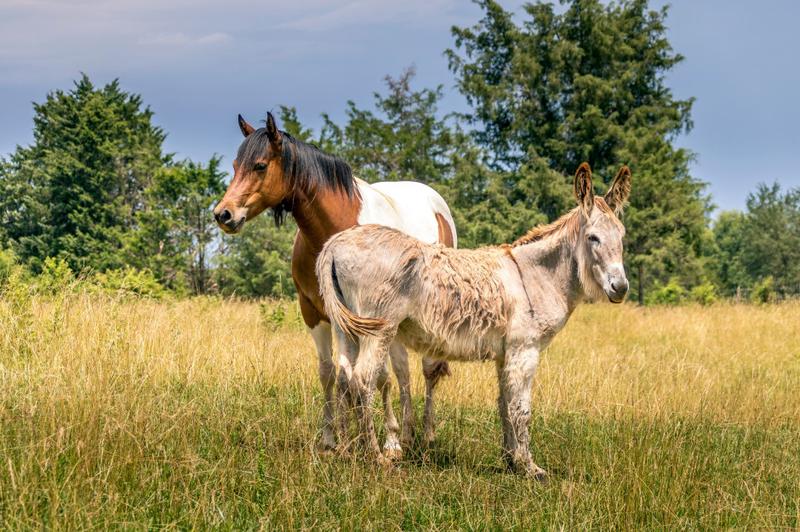 Przygody wiersza o koniu i osiole – przyjaźń na czterech nogach