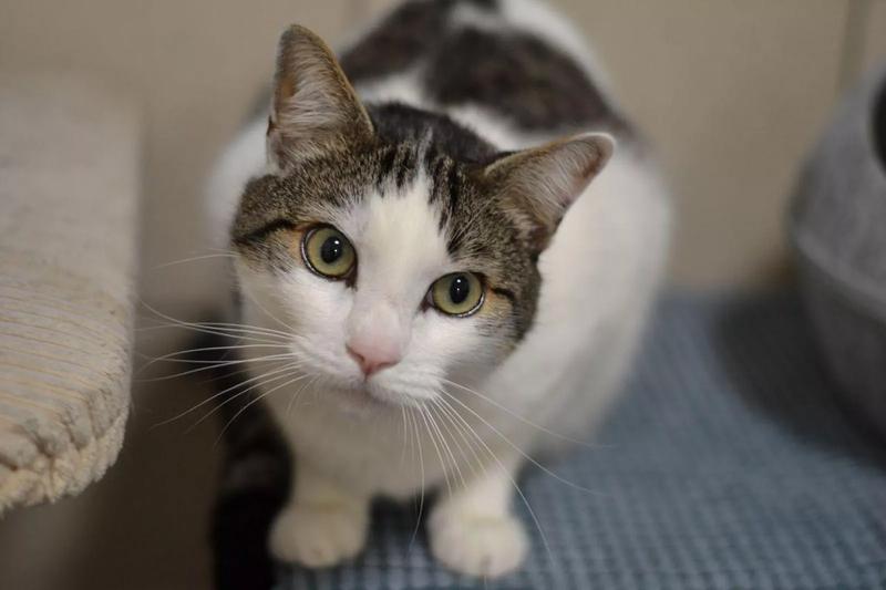 Tajemnica śmierci kota Mruczka: odkrywamy zagadkę wiersza