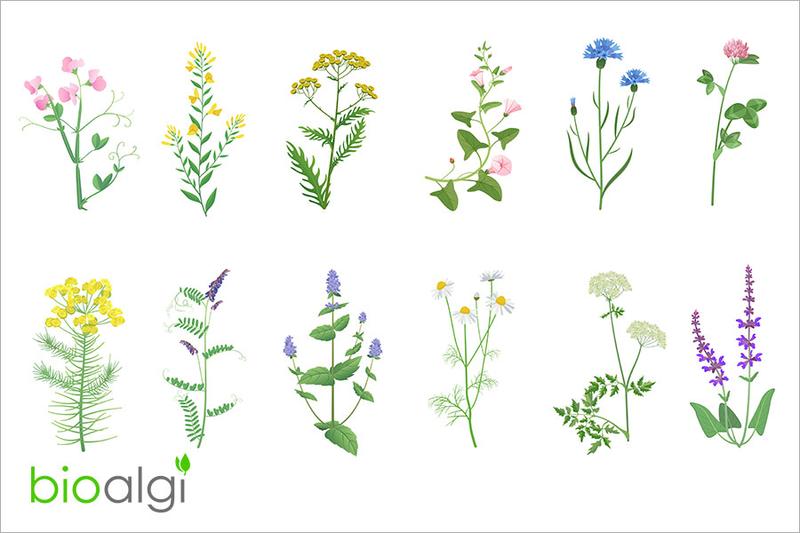 Jak wybrać książkę o ziołach