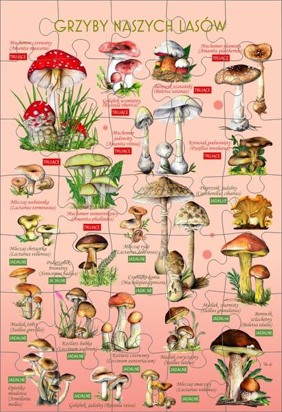 Najlepsza książka o grzybach