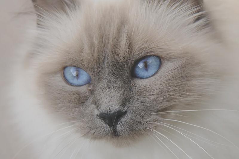 Symbolika kolorów oczu