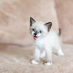 Fakty i mity o kotach – co warto wiedzieć, zanim przygarniesz pupila?