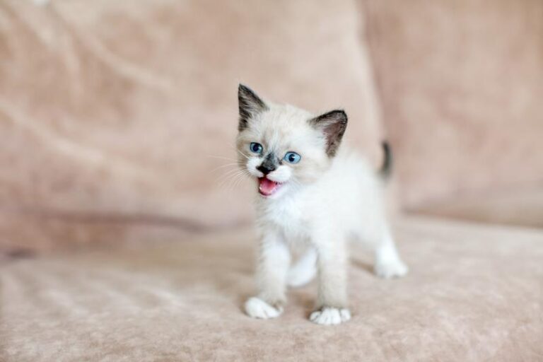 Fakty i mity o kotach – co warto wiedzieć, zanim przygarniesz pupila?