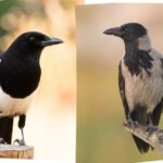 Sroka złodziejka wierszem maluje świat barwami tęczy