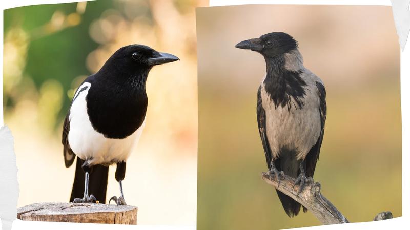 Sroka złodziejka wierszem maluje świat barwami tęczy