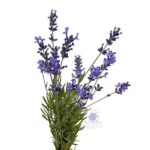 Magia aromatu: wiersz o lawendzie w poetyckim ujęciu